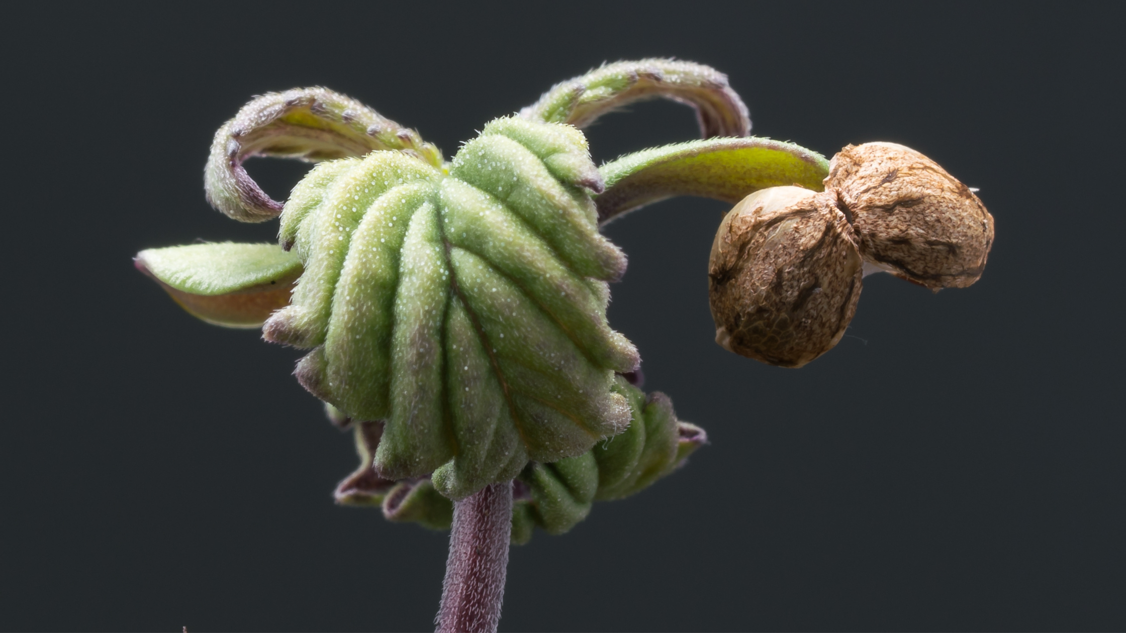 Back To The Basics: CBD Defined